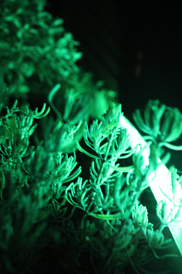 Edglit Outdoor Lineal Lighting profile